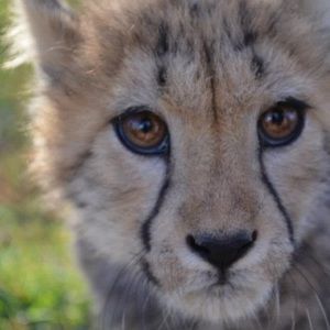 Meet your Posher, Elizabeth